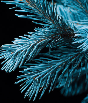 Blue pine