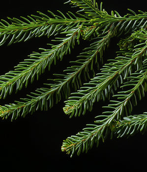 Pine resin