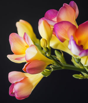 Freesia