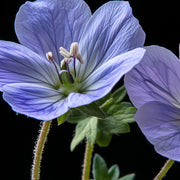 Next slide thumbnail