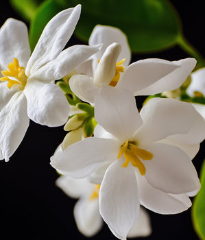 Jasmine