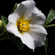 Next slide thumbnail