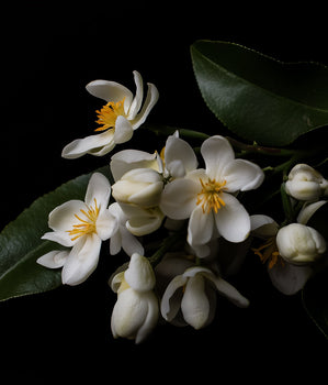 Neroli