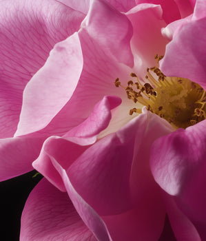 Turkish Rose