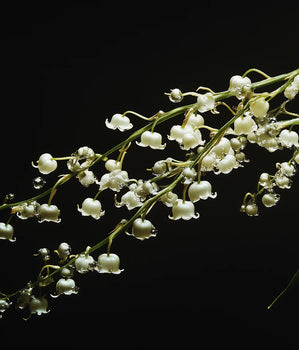 Ландыш майский